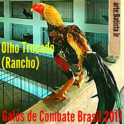 Galos De Combate Brasil 2018 Um Dos Galos Mais Famosos Do Brasil