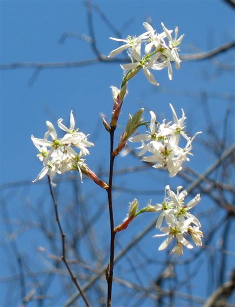 If you want more bang for your buck, consider fruit trees, as the delicate white flowers are followed by tasty fruits. Using Georgia Native Plants: Native Fruits in Georgia