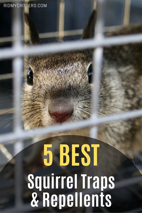 7 Best Squirrel Traps And Repellents In 2024 To Trap Keep Away Or Kill