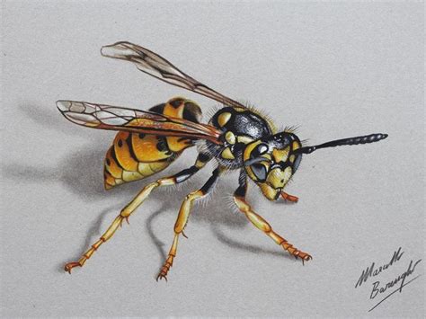 Bee Drawing Color Pencil Drawing Realistic Drawings