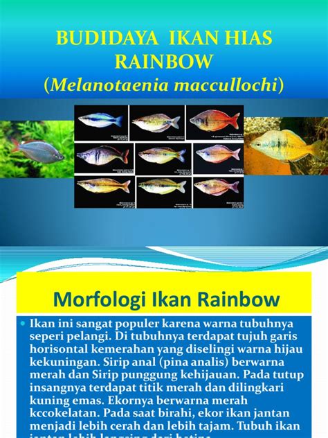 Ikan koi materi prakarya dan kewirausahaan kelas xi semester genap sman 1 grati berasal dari?? BUDIDAYA IKAN HIAS RAINBOW.pptx