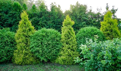 The 6 Best Fast Growing Trees For Privacy Uk