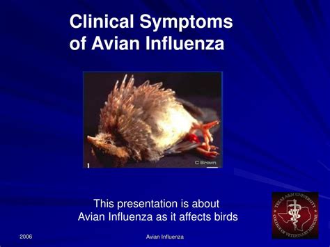 Ppt Avian Influenza Symptoms In Birds Powerpoint Presentation Free