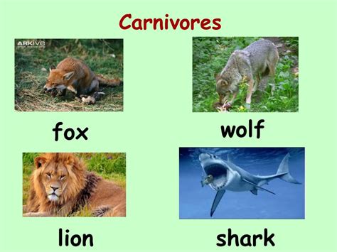 Carnivores herbivores omnivores with examples
