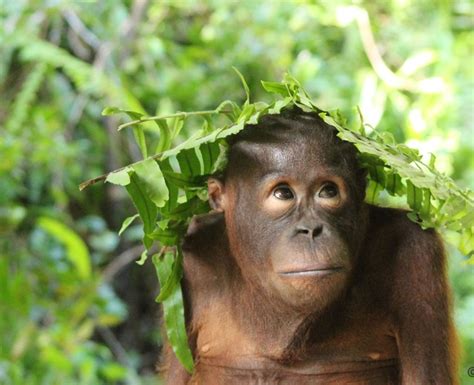 Palm Oil Orangutan Foundation International Australia