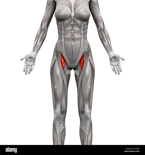 Adductor Brevis and Adductor Longus Muscle - Anatomy Muscles isolated