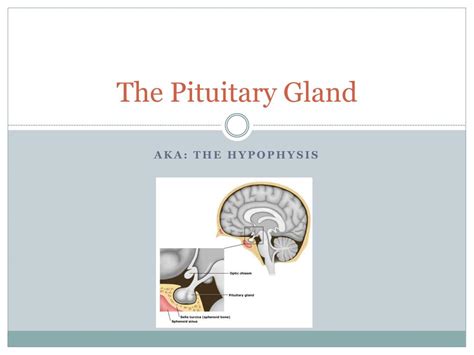 Ppt The Pituitary Gland Powerpoint Presentation Free Download Id