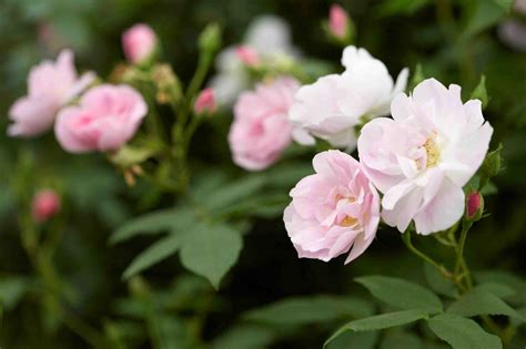 Comment cuisiner les rosés des prés