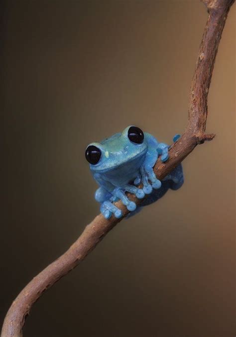 Cutest Frog In Town Cute Frogs Cute Animals Frog