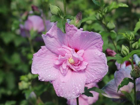 Garteneibisch Lavender Chiffon ® Hibiscus Syriacus Lavender
