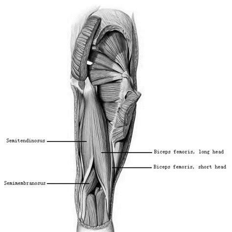 The Posterior Thigh Muscles With Gluteus Maximus And Medius Partially