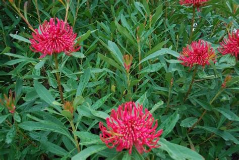 Australia's favourite plant mail, over 200,000 happy customers! Telopea Corroboree Waratah --- For more Australian native ...