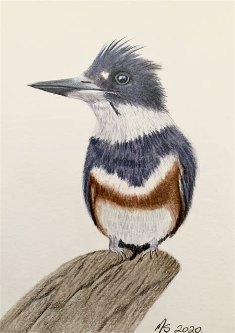 Belted Kingfisher Original 5x7 Bird Art Card Done In Coloured Etsy