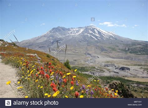 Wildflowers Blooming At Johnston Ridge Observatory At Mt St Helens