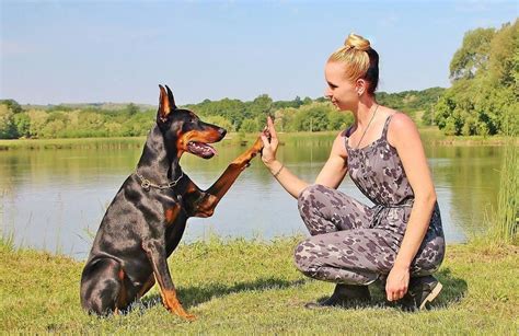 Los Doberman Su Leyenda Y Aspectos Positivos De Su Comportamiento