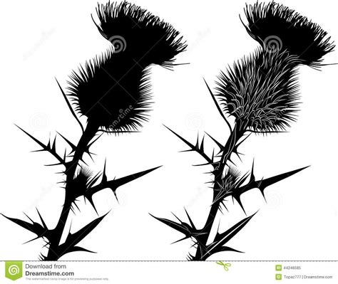 Thistle Flower Clipart 20 Free Cliparts Download Images