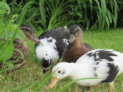 Call Duck Ducks Breed Information Omlet