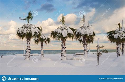 Palm Trees In The Snow Palmen Im Schnee Eine Grenzenlose Liebe Palm