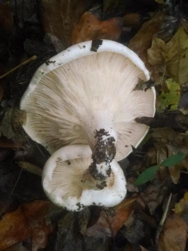 Large White Mushrooms White Gills White Flesh Identifying Mushrooms