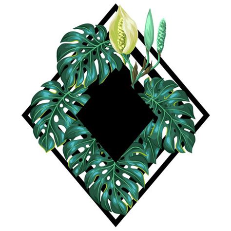 Safely cutting leaves to preserve growth points. Monstera leaves on Behance