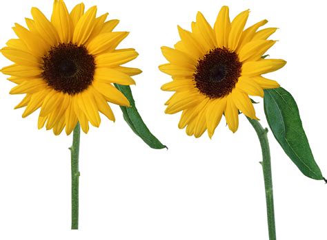 Sunflowers Png