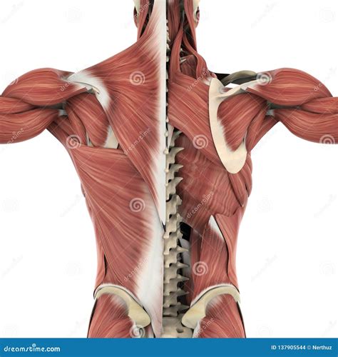 Muscles Of The Back Anatomy Stock Illustration Illustration Of