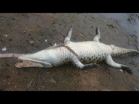 update crocodiles mutilated for muti letaba herald