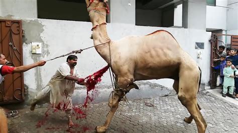 Eid ul adha 2018 qurbani @ jamia naeemia mosque lahore. Danger Camel Qurbani Video Eid Ul Adha 2020 - YouTube