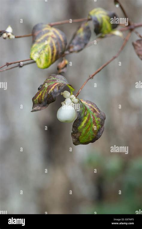 Symphoricarpos Albus Common Snowberry In Autumn Stock Photo Alamy