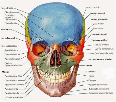 El CrÁneo Humano Craniosacral Therapy Medical Anatomy Human Anatomy