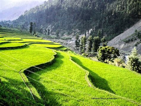 Rice Fields Of Leepa Valley Valley Travel Azad Kashmir