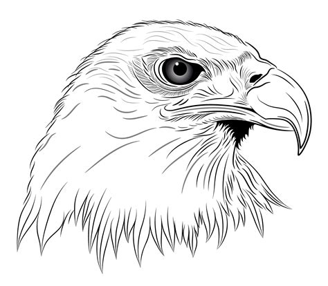 Drawing Eagle Head Tattoo Clip Art Library
