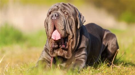 Neapolitan Mastiff Dog Breed Information Facts Traits Pictures And More