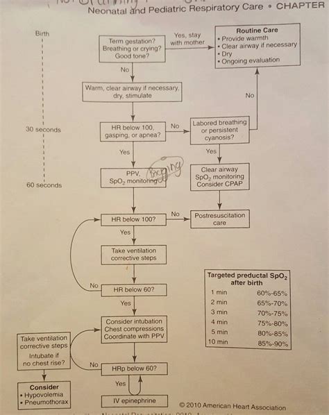 Neonatal Resuscitation Algorithm This Is Important To Know For The