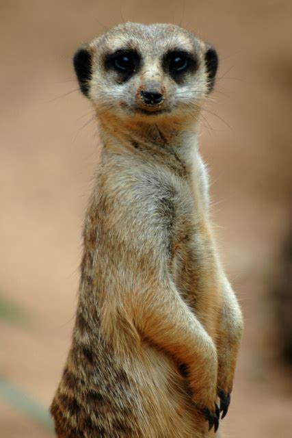 Adopt A Meerkat From World Animal Foundation