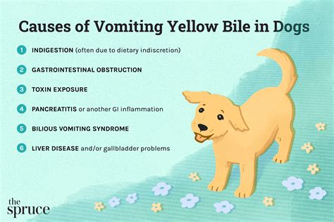 My Dog Is Vomiting Bile And Shaking What To Do Questions And Answers