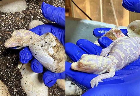 Four Baby Albino Alligators Hatch At Wild Florida First Attraction In