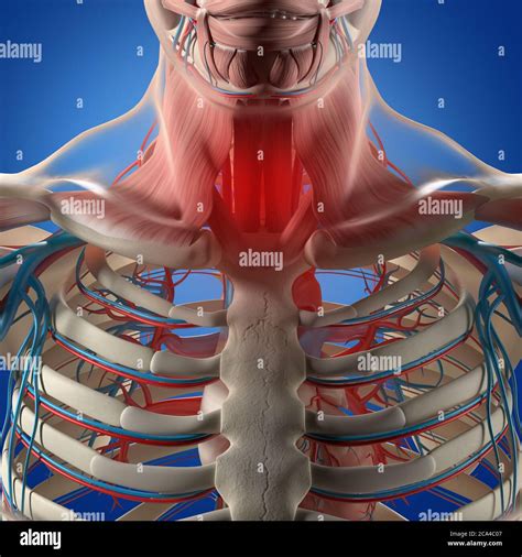 Illustrazione Dell Anatomia Umana Torace Gabbia Toracica Sistema