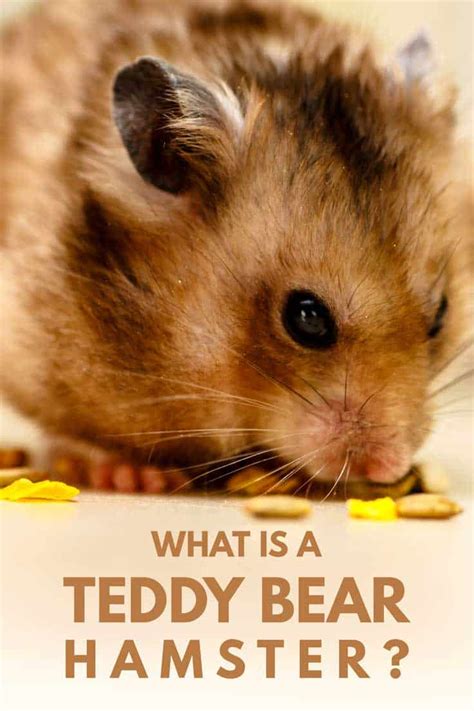 What Is A Teddy Bear Hamster Hamsters 101