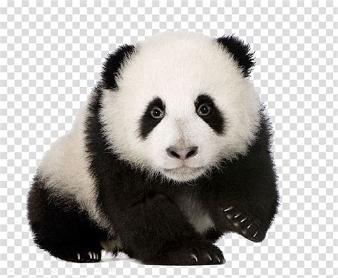 Giant Panda Vertebrate Book Others Transparent Background Png Clipart