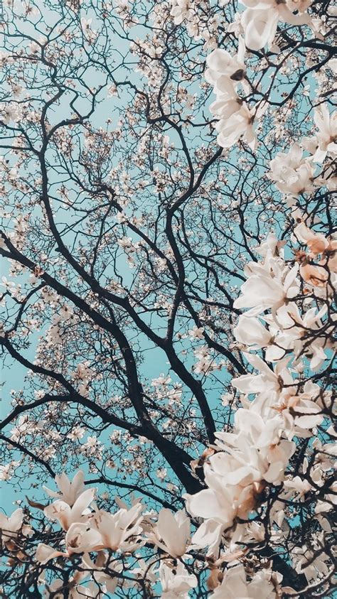 Best Spring Aesthetic Wallpaper Desktop You Can Use It Free Of