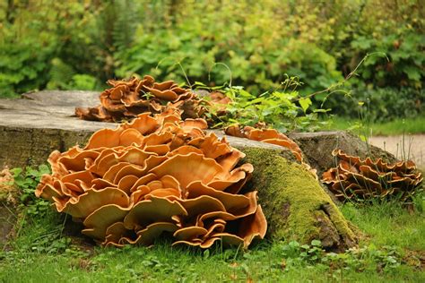 How To Grow Mushrooms Indoors Topbackyards