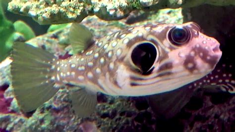 Aquarium Movies Japan archive 生きている魚図鑑 ワモンフグ Reticulated pufferfish Arothron reticularis