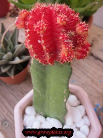 In addition, prickly pears, also known as opuntia cacti i've had prickly pear cacti in my landscape for many decades. Moon cactus - How to grow & care | Cactus, Cactus plants ...