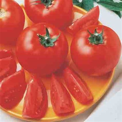 Bush Early Girl Hybrid Tomato Tomato Seeds Rh Shumways Company