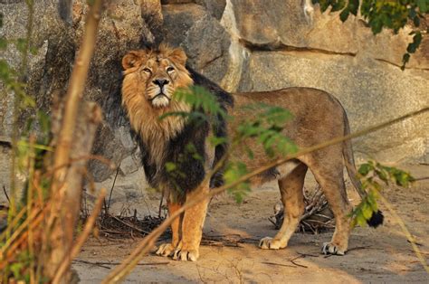 Asiatic Lion Panthera Leo Persicus Zoochat