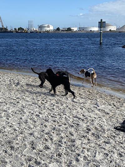 Davis Island Dog Beach Girl About Tampa