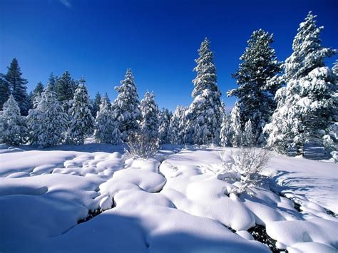 1600x1200 1600x1200 Pines Snow Snowdrifts River Water Wallpaper
