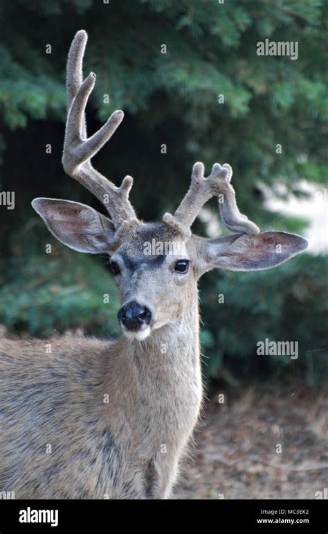 Non Typical Deer Hi Res Stock Photography And Images Alamy