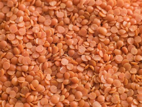 Lentils Stock Photos Free Royalty Free Stock Photos From